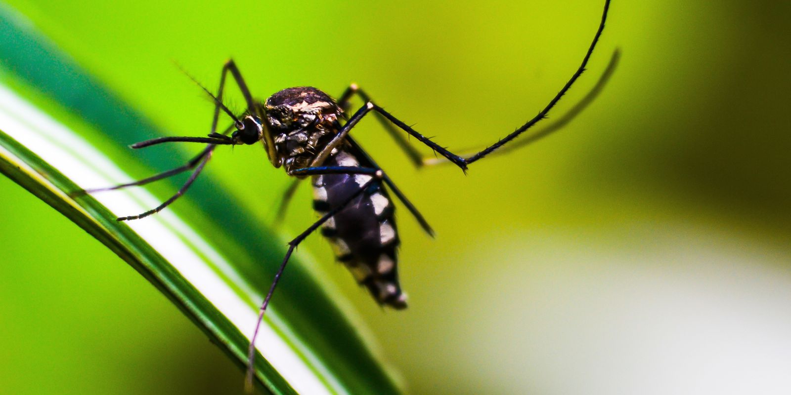 Brasil pode dobrar casos de dengue neste ano em relação a 2023 